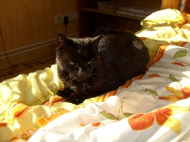 This is my tomcat. It looks like he's always sleeping. And it's almost true. He's rarely outside!